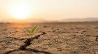 Small green plant seedling growing through cracked dry desert soil at golden hour sunrise, symbolizing hope, resilience and new life emerging from harsh conditions.
