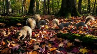 Three gray squirrels forage among vibrant fallen autumn leaves in a sunlit forest with moss-covered tree roots in the background.