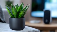 Succulent green plant in modern black ceramic pot on desk with blurred office background, minimalist home or workspace decor for interior design.