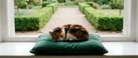 Calico cat sleeping peacefully on green cushion by window overlooking manicured garden path with trimmed hedges creating serene indoor pet relaxation scene.