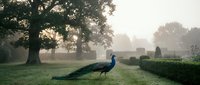 Majestic peacock walking on misty morning lawn with ancient trees and historic building in soft golden sunlight creating serene countryside atmosphere.