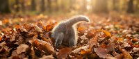 Young gray kitten playing and exploring in pile of autumn leaves outdoors during fall season.