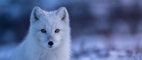 Arctic fox with white winter coat and golden eyes in snowy landscape during blue hour twilight for wildlife photography and nature content.