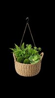 Hanging wicker basket planter with lush green ferns and succulents, isolated on transparent background. Ready for T-shirts, stickers, print on demand, and clipart use.