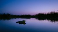 Serene wetland landscape at twilight with calm water reflecting purple and blue sky, solitary moss-covered rock in center, marsh grasses framing edges, peaceful nature scene for backgrounds.