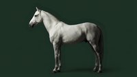 White horse standing in profile pose isolated on dark green background for equestrian design projects and commercial use.