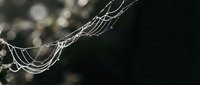 Delicate spider web with morning dew drops glistening in soft sunlight against dark blurred background creating natural abstract pattern for nature photography.