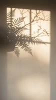 Soft window light casting delicate fern and branch shadows on neutral wall creating peaceful natural patterns for interior design and wellness spaces.