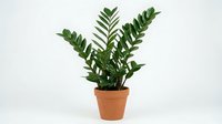 Zamioculcas zamiifolia houseplant in terracotta pot isolated on white background for home decor and interior design projects.