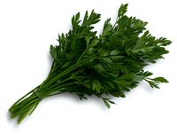 Fresh green parsley bunch isolated on white background. Aromatic culinary herb with vibrant leaves for cooking, garnishing and food photography.
