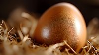 Fresh brown chicken egg nestled in natural straw hay with soft focus background, macro food photography highlighting organic farm produce.