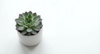 Small green succulent plant in white ceramic pot on clean white background with copy space for minimalist home decor and gardening concepts.