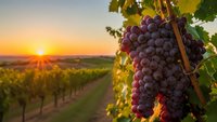 Purple grapes hanging on vine in vineyard at golden sunset with rows of grapevines stretching into distance for wine production and agricultural harvest.