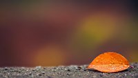 Single orange autumn leaf resting on textured asphalt road surface with warm blurred bokeh background creating peaceful seasonal atmosphere for nature designs.