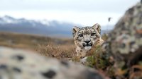 Snow leopard emerging from rocky mountain terrain against blurred snowy peaks background, close up portrait of wild cat with intense gaze and distinctive spotted fur pattern.