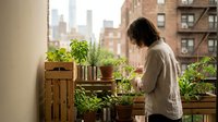 Young woman tending to herb garden on urban apartment balcony with city buildings in background. Indoor gardening and sustainable living concept.