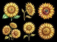 Sunflower blooms in various stages and angles isolated on transparent background, ready for t-shirt design, clipart, stickers, sublimation and print-on-demand projects.