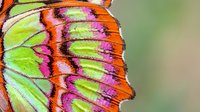 Vibrant butterfly wing displaying intricate patterns in lime green, magenta, and orange hues with detailed vein structures for nature and wildlife projects.
