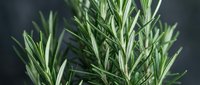 Freshly harvested rosemary sprigs with vibrant green leaves against a dark background, suitable for culinary, wellness, and food photography projects.