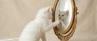 White fluffy kitten looking at reflection in ornate golden mirror on beige background. Self-awareness concept for pet care and grooming advertisements.