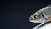Fresh raw fish with silver scales and golden eye on dark background for culinary and seafood market use.