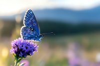Vibrant blue butterfly with intricate wing patterns perched on purple wildflower against soft blurred natural background, captured in morning light with bokeh effect.