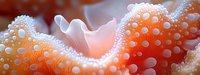 Vibrant coral polyp macro showing delicate pink-orange texture with tiny white bubbles and intricate patterns, creating an abstract underwater landscape.