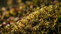 Macro shot of vibrant moss with golden-green tones and delicate spore capsules, ideal for nature, botanical, and environmental design projects.