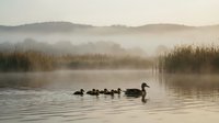 Duck family swimming in misty lake at dawn with mother leading ducklings through calm water surrounded by reeds and rolling hills in soft morning light.