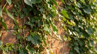 Green ivy climbing on old brick wall creating natural organic texture for garden landscaping and architectural design projects.