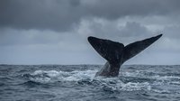 Humpback whale tail fluke emerging from ocean waters under dramatic stormy sky. Marine wildlife photography capturing majestic sea mammal behavior in natural habitat.