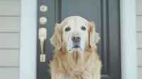 Senior golden retriever with white face sitting patiently at front door, displaying loyal and gentle expression against dark door background. Perfect for pet care themes.