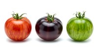 Three fresh tomatoes in red, dark purple, and green varieties isolated on white background, ready for culinary, agricultural, and food design projects.