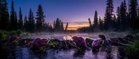 Twilight forest stream with purple-lit rocks and evergreen trees silhouetted against colorful sunset sky. Serene wilderness landscape for nature photography.