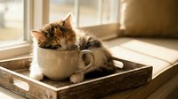 Fluffy tabby kitten sitting inside ceramic mug on wooden tray by sunny window, playful pet portrait for home decor and animal lovers.