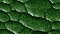 Extreme close up of green snake scales showing intricate natural pattern and texture with detailed surface structure and light reflection on reptilian skin.