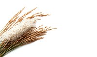 Dried pampas grass plumes and wheat stalks in natural beige and brown tones isolated on pure white background for modern boho decor and floral arrangements.