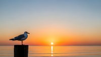 Seagull perched on wooden post during golden sunset over calm ocean waters with warm orange and pink sky colors reflecting on sea surface.