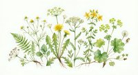 Botanical wildflower collection with delicate stems, leaves and blooms in watercolor style. Natural meadow plants arrangement isolated on white background.