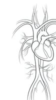 Human heart anatomy line art drawing with circulatory system vessels and arteries for medical education and healthcare design projects.