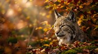 Wild lynx resting among colorful autumn leaves in forest habitat with warm golden sunlight filtering through trees creating natural wildlife scene.