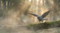 Majestic eagle landing on moss-covered log in misty forest with golden sunlight filtering through trees, wildlife nature scene.