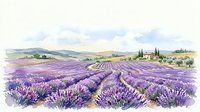Watercolor lavender field landscape with rolling hills, farmhouse, and cypress trees under a soft cloudy sky, isolated on white background.