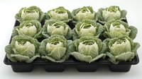 Fresh green savoy cabbage heads arranged in rows on black plastic growing tray, showing uniform agricultural production and quality control in vegetable farming.