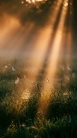 Golden sunlight rays pierce through misty forest canopy, illuminating wild grass and vegetation in foreground. Atmospheric nature scene suitable for backgrounds, wellness, and environmental design projects.