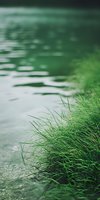 Fresh green grass growing along tranquil water edge with soft ripples and reflections creating serene natural atmosphere for environmental concepts.