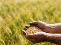 Farmer holding harvested grain seeds in hands over golden wheat field during harvest season for agricultural and farming concepts.