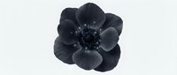 Black anemone flower with water droplets isolated on white background, suitable for botanical designs, wedding invitations, and floral compositions.