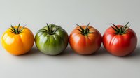 Fresh heirloom tomatoes in various colors from yellow to red arranged in row on light background, showing natural ripening progression for food design.
