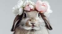 Adorable gray lop-eared rabbit wearing floral crown with pink peonies and white flowers against light background, looking directly at camera with sweet expression.